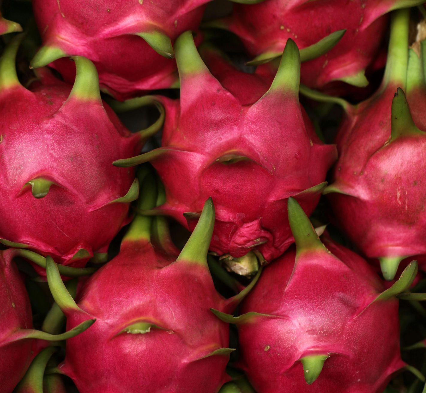 Dragon fruit